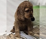 Small #12 Breeder Profile image