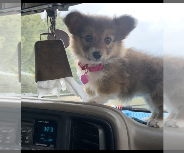 Medium Photo #55  Breeder Profile in MIDLOTHIAN, TX, USA