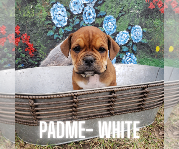 Medium Photo #9  Breeder Profile in FORSYTH, MT, USA