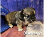 Small #19 Breeder Profile image