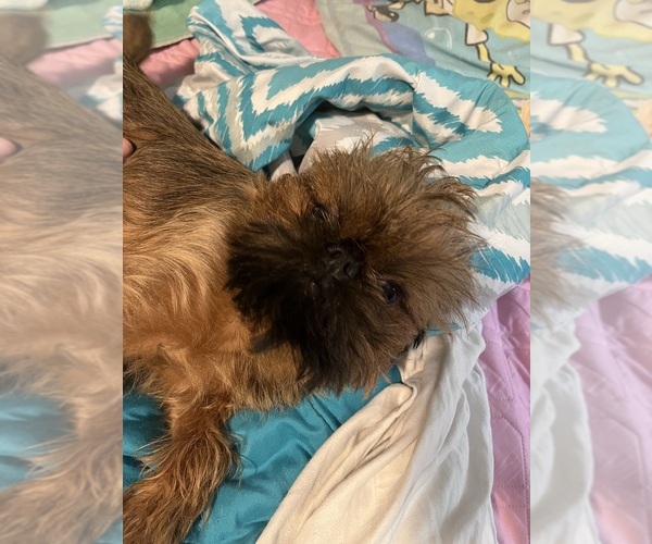 Medium Photo #21  Breeder Profile in SPRING BRANCH, TX, USA