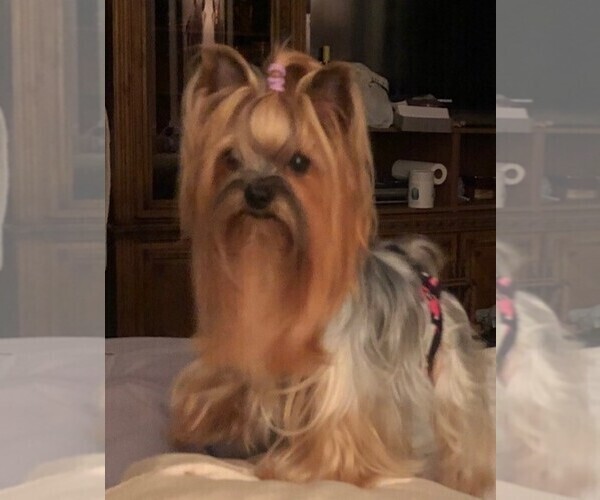 Medium Photo #1  Breeder Profile in CHESAPEAKE, VA, USA
