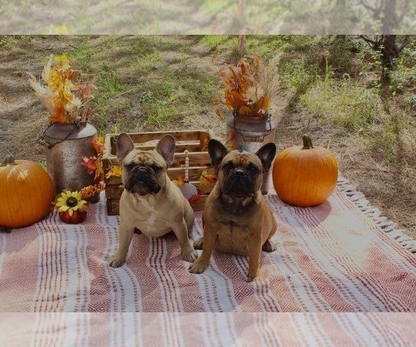 Medium Photo #1  Breeder Profile in MAYO, FL, USA