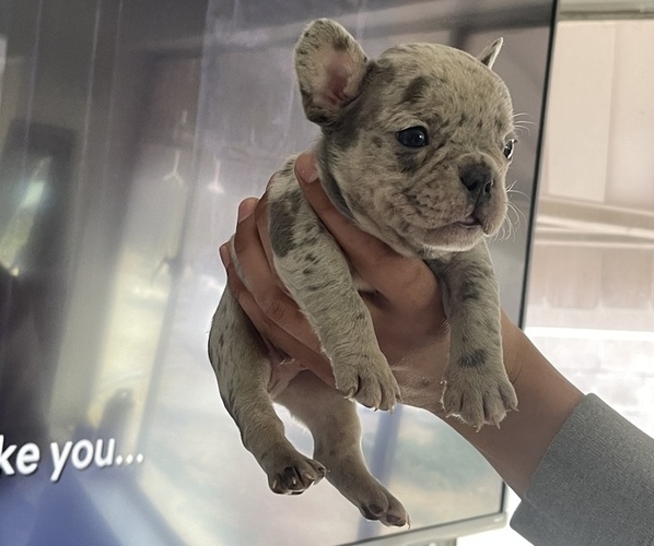 Medium Photo #1  Breeder Profile in PASADENA, CA, USA