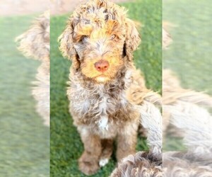 Poodle (Standard) Dog Breeder near APACHE JUNCTION, AZ, USA