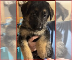 German Shepherd Dog Dog Breeder near NEWNAN, GA, USA