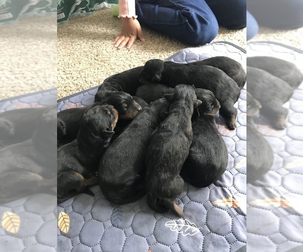 Medium Photo #10  Breeder Profile in TOMS RIVER, NJ, USA