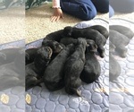 Small #9 Breeder Profile image