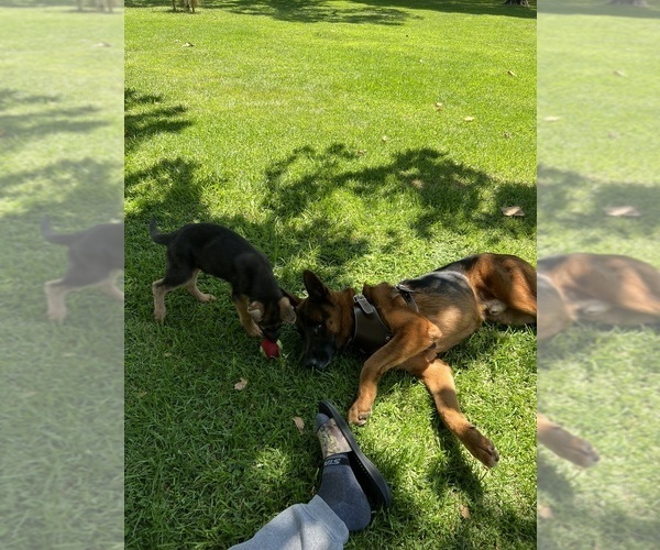 Medium Photo #3  Breeder Profile in LOS ANGELES, CA, USA