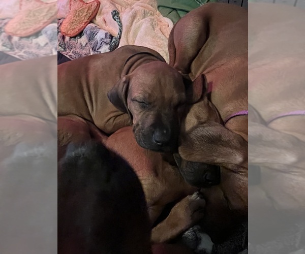 Medium Photo #3  Breeder Profile in MURFREESBORO, TN, USA