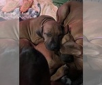 Small #2 Breeder Profile image
