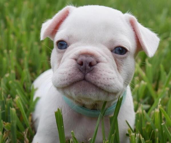 Medium Photo #1  Breeder Profile in WESLEY CHAPEL, FL, USA