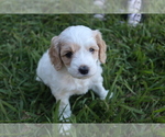 Small #1 Breeder Profile image