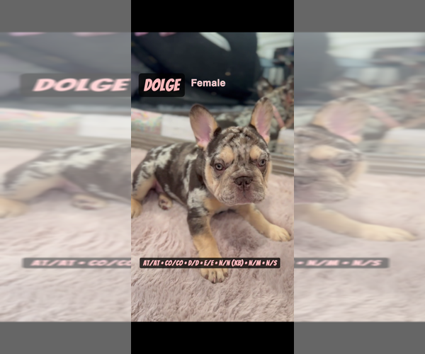 Medium Photo #7  Breeder Profile in MUNSTER, IN, USA
