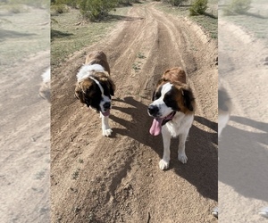 Saint Bernard Dog Breeder near PEORIA, AZ, USA