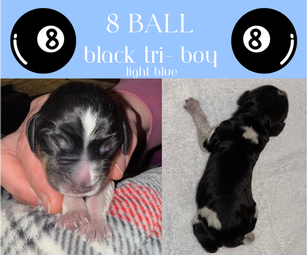 Medium Photo #9  Breeder Profile in LITCHFIELD, MN, USA