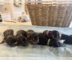Small #1 Breeder Profile image