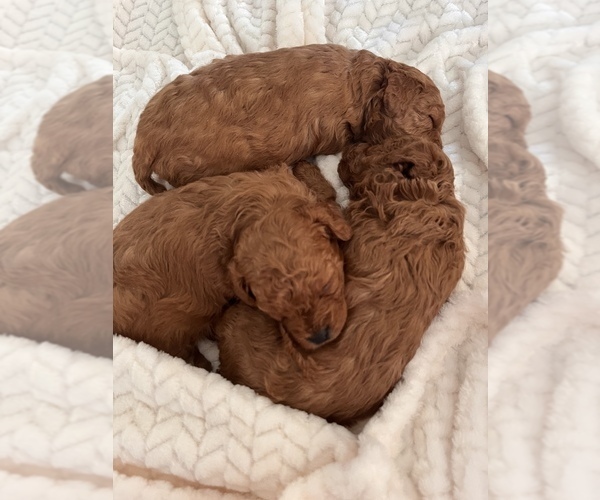 Medium Photo #2  Breeder Profile in EL RENO, OK, USA