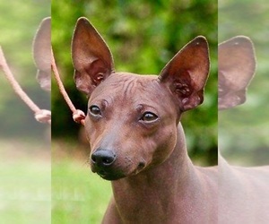 american hairless terrier for sale near me