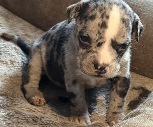 American Bully-Pit Dog Breeder near LANSFORD, PA, USA