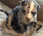 Small breeder photo