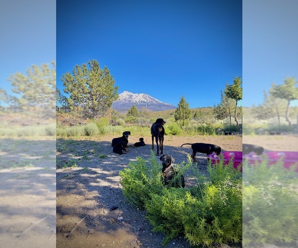 Medium Photo #16  Breeder Profile in HAMMOND RANCH, CA, USA
