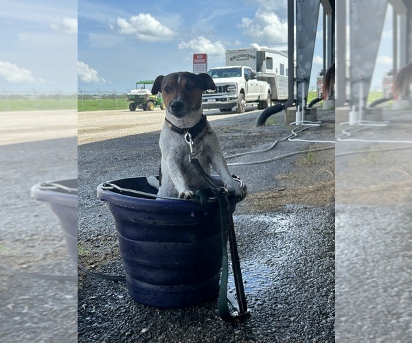 Medium Photo #15  Breeder Profile in BELLVILLE, TX, USA