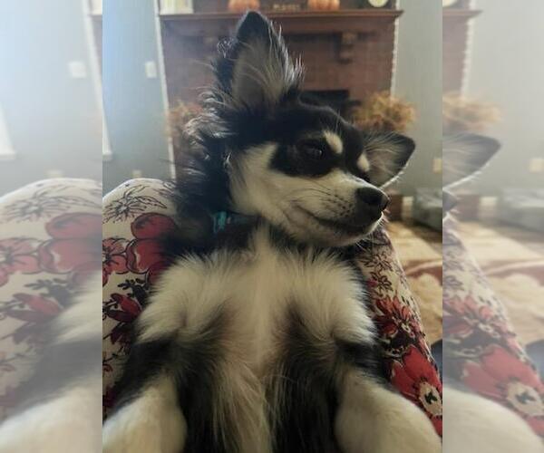Medium Photo #76  Breeder Profile in HOMERVILLE, GA, USA