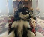 Small #75 Breeder Profile image