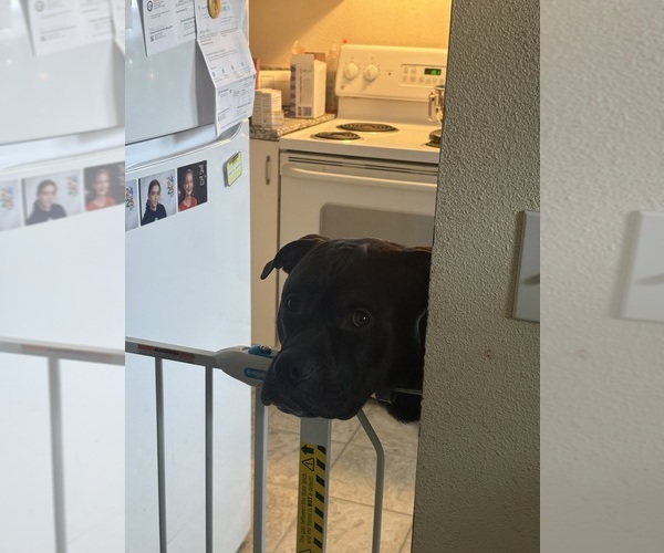 Medium Photo #8  Breeder Profile in PORTLAND, OR, USA