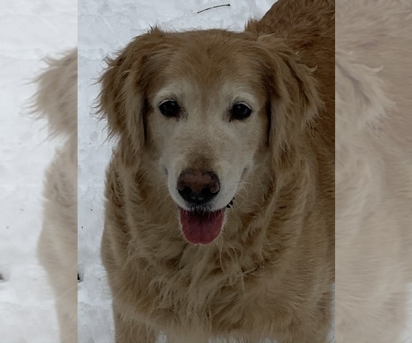 Medium Photo #48  Breeder Profile in LAKE GEORGE, NY, USA