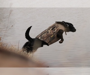 Labrador Retriever Dog Breeder in GUTHRIE,  USA