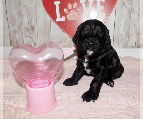 Medium Photo #1  Breeder Profile in GAINESVILLE, GA, USA