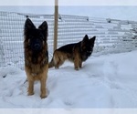 Small #99 Breeder Profile image