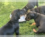 Small #9 Breeder Profile image