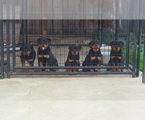 Medium Photo #1  Breeder Profile in ANTIOCH, CA, USA