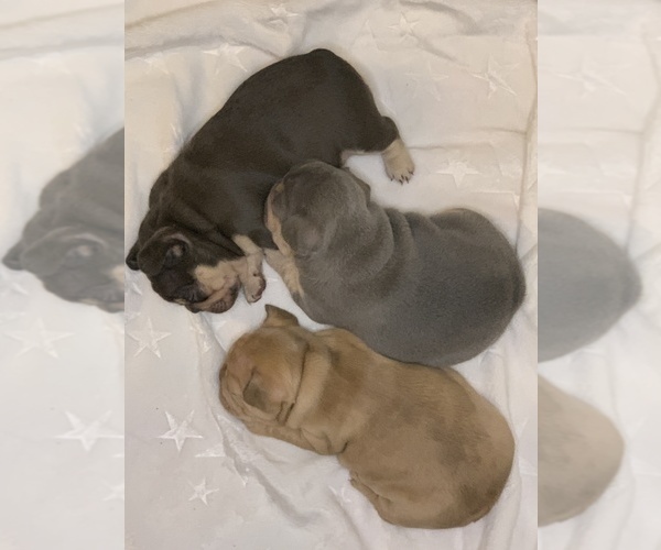 Medium Photo #1  Breeder Profile in HARBOR CITY, CA, USA