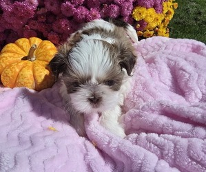 Shih Tzu Dog Breeder near BUFFALO, NY, USA