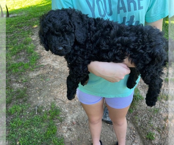 Medium Photo #1  Breeder Profile in OSYKA, MS, USA