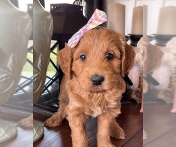 Medium Photo #9  Breeder Profile in AURORA, IL, USA