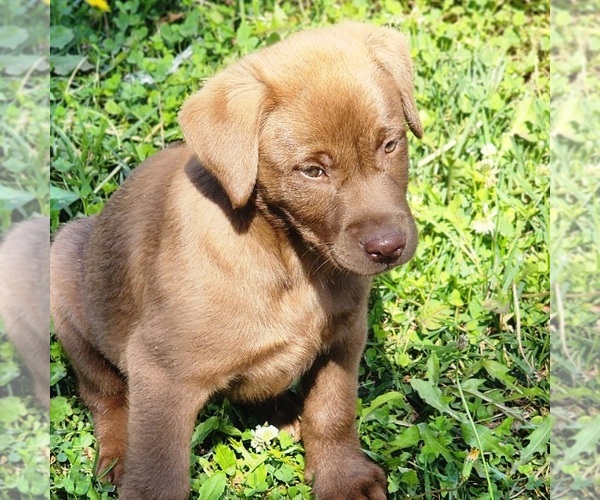 Medium Photo #2  Breeder Profile in TAZEWELL, VA, USA