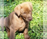 Small #1 Breeder Profile image