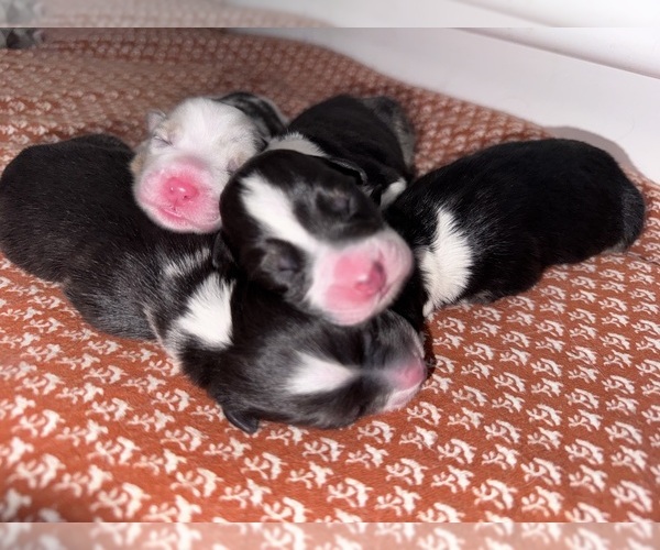 Medium Photo #1  Breeder Profile in JACOBSTOWN, NJ, USA