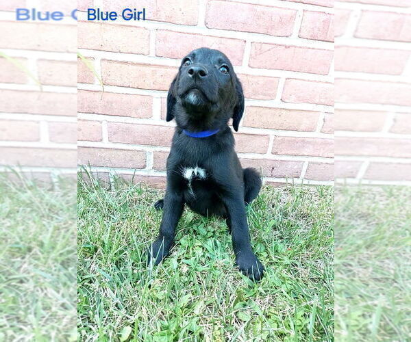 Medium Photo #2  Breeder Profile in CLEARVILLE, PA, USA