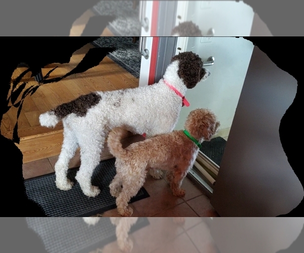 Medium Photo #1  Breeder Profile in MILLINGTON, MI, USA