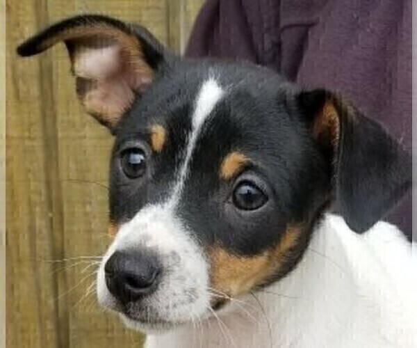 Medium Photo #3  Breeder Profile in WHITAKERS, NC, USA