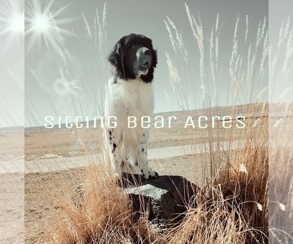 Medium Photo #1  Breeder Profile in CASPER, WY, USA