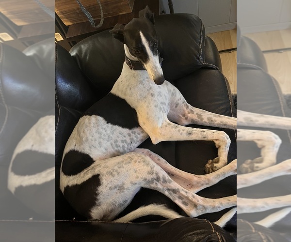 Medium Photo #4  Breeder Profile in MESA, AZ, USA