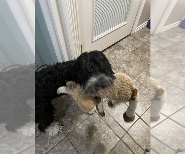 Medium Photo #43  Breeder Profile in BAYTOWN, TX, USA