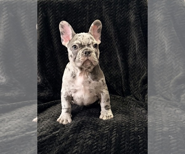 Medium Photo #29  Breeder Profile in FOUNTAIN CITY, IN, USA